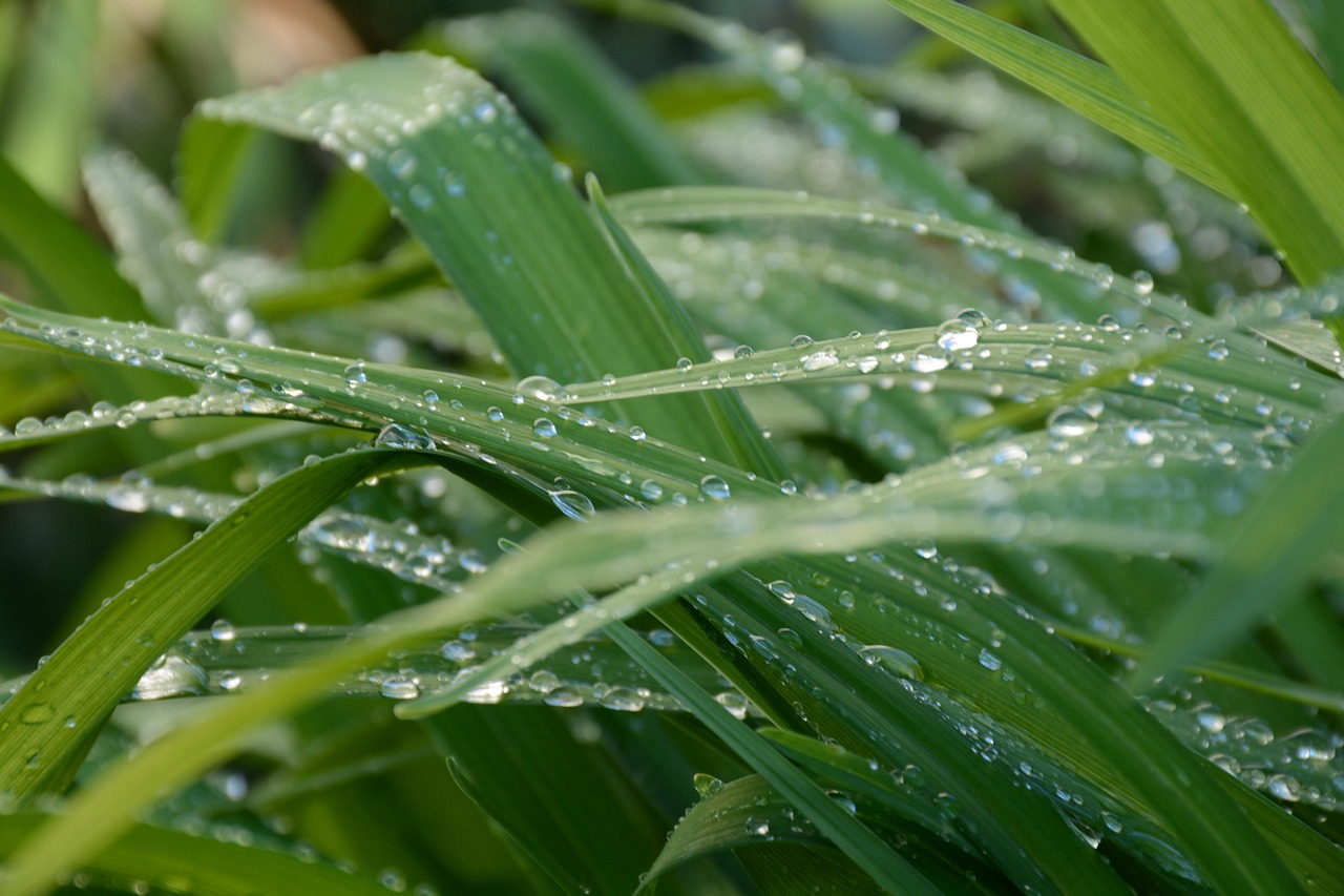 Živé stěny a robotické zahrady: Jak „biofilní design“ léčí naše byty i mysl